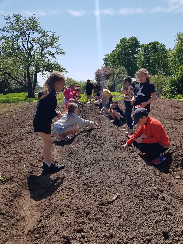 Une classe de 5e année plante dans un rang fraîchement préparé