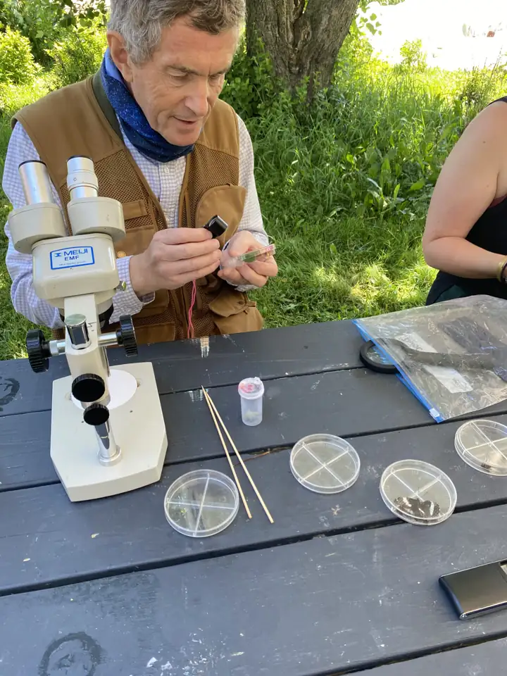 Observation au microscope lors de l'atelier sur les abeilles sauvages