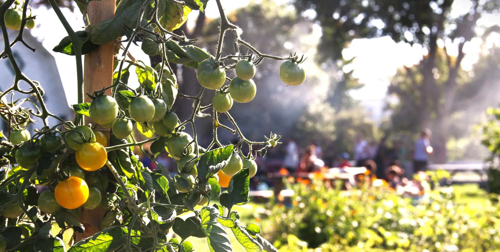 Tomates cerises sur leur tuteur, et derrière, des gens attablés au jardin