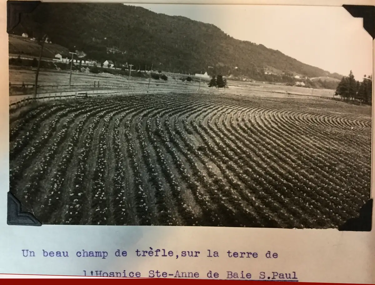 Champ de trèfle et bâtiments de ferme, photo d'époque