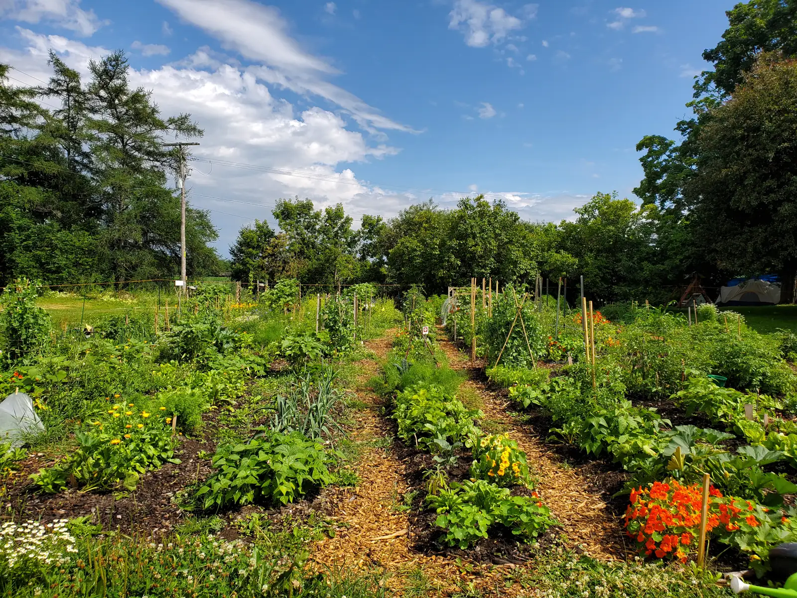 Le jardin en plein été, rangs foisonnants