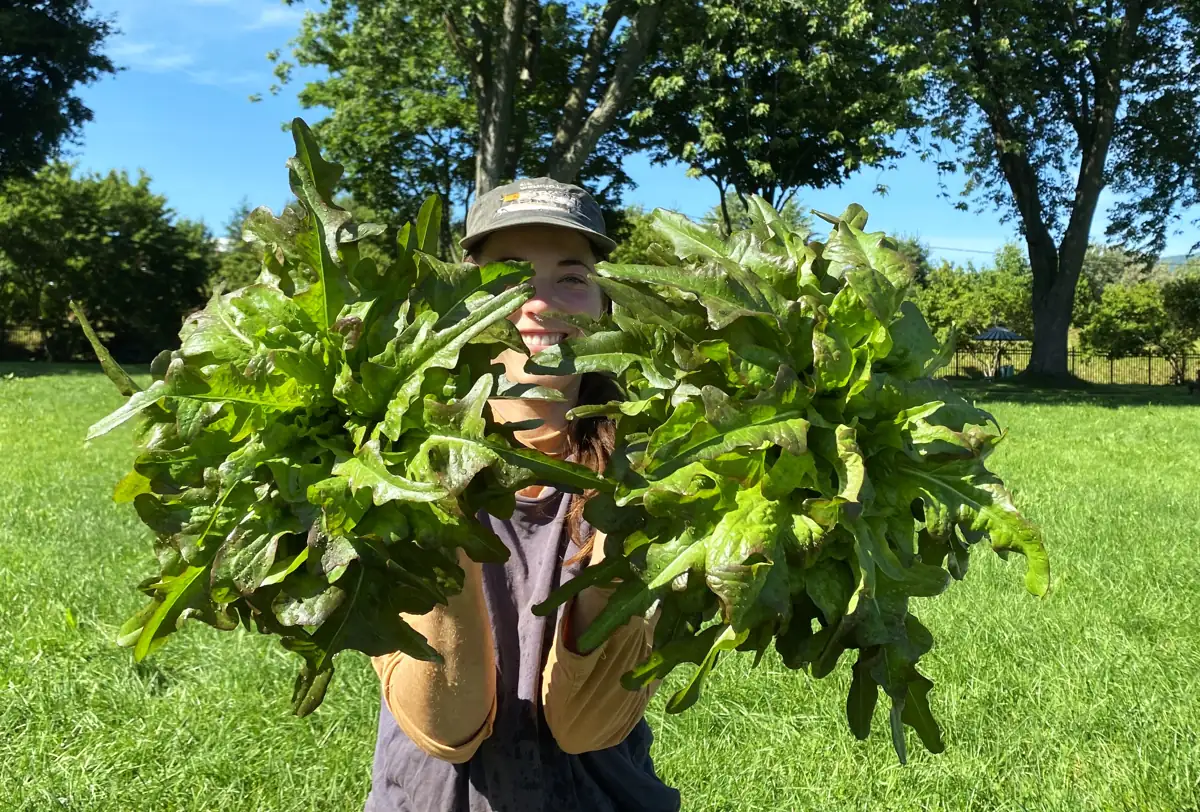 Kassandra, cheffe-jardinière, derrière une brassée de laitues