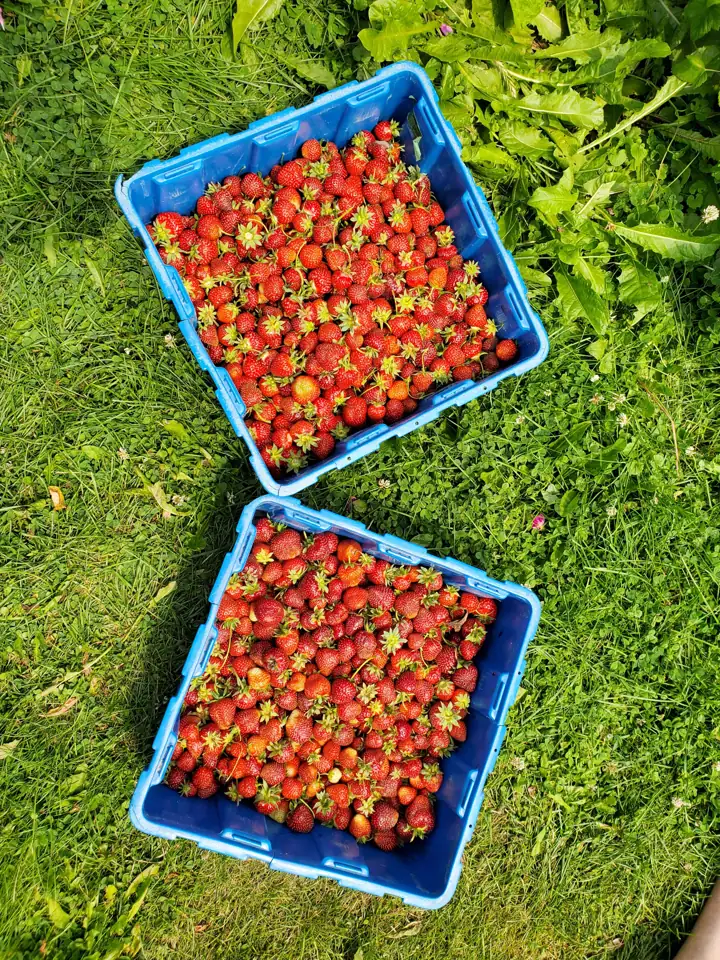 Deux casseaux de fraises posés sur l'herbe