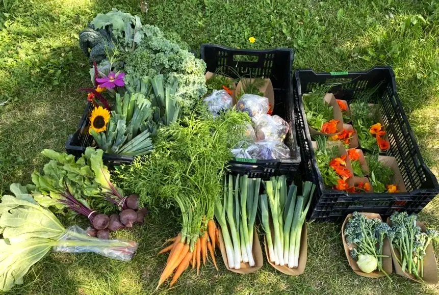 Panier de légumes variés, récolte de la mi-août 2022
